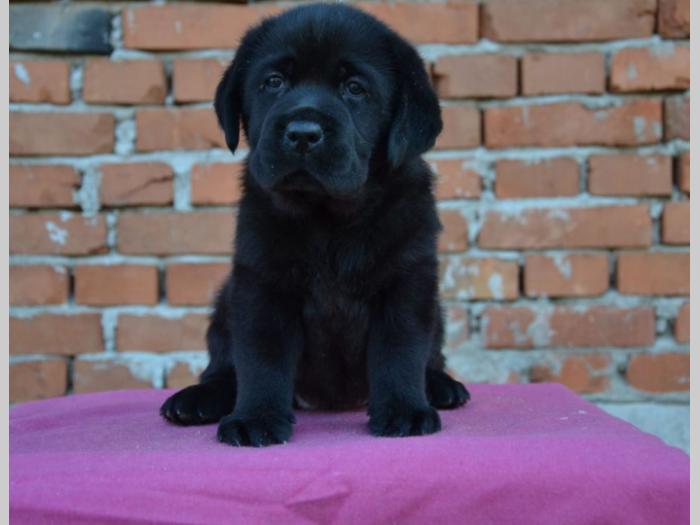 labrador retriver štenci vrhunskog porekla besplatni mali oglasi