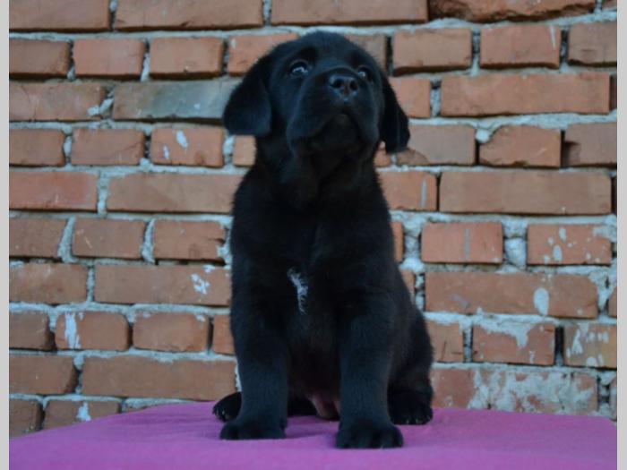 labrador retriver štenci vrhunskog porekla besplatni mali oglasi