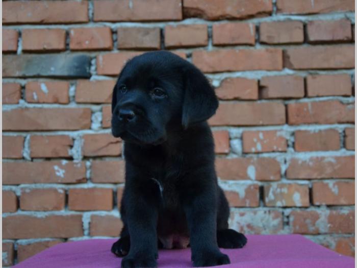 labrador retriver štenci vrhunskog porekla besplatni mali oglasi