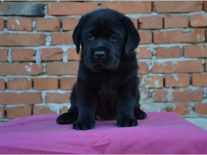 labrador retriver štenci vrhunskog porekla besplatni mali oglasi