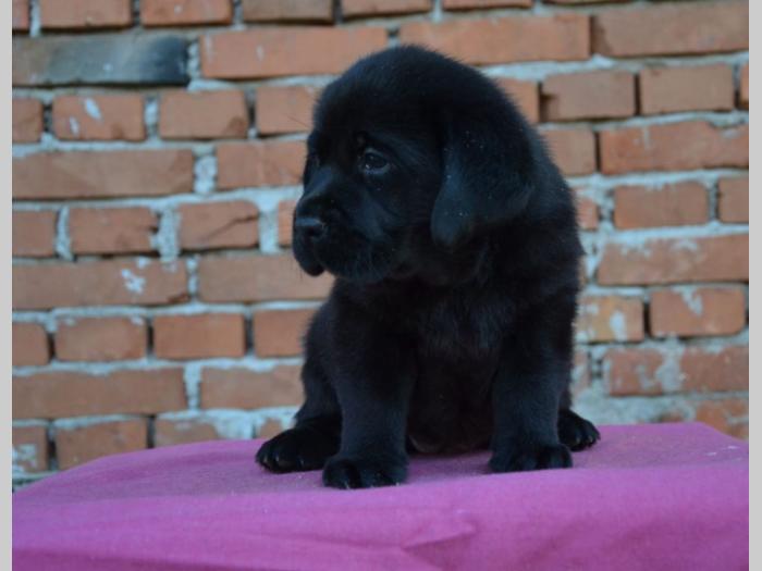 labrador retriver štenci vrhunskog porekla besplatni mali oglasi