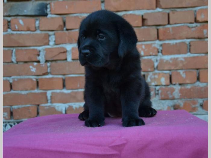 labrador retriver štenci vrhunskog porekla besplatni mali oglasi