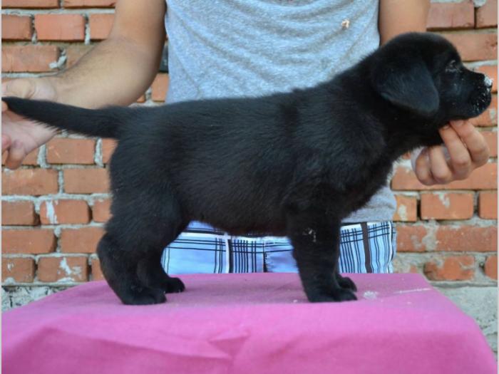 labrador retriver štenci vrhunskog porekla besplatni mali oglasi