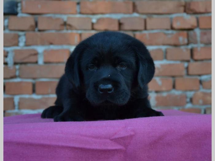 labrador retriver štenci vrhunskog porekla besplatni mali oglasi