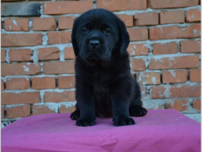 labrador retriver štenci vrhunskog porekla besplatni mali oglasi