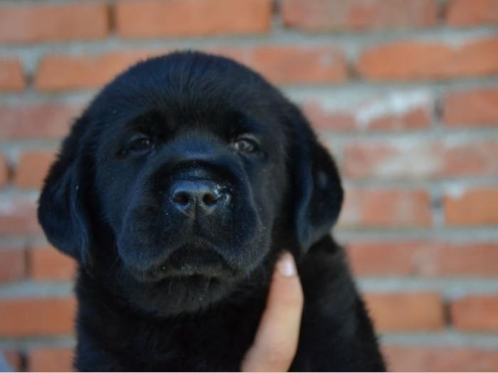 labrador retriver štenci vrhunskog porekla besplatni mali oglasi