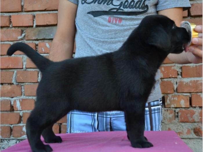 labrador retriver štenci vrhunskog porekla besplatni mali oglasi