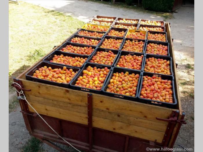 zasad kajsija 3,25 hektara u punom rodu besplatni mali oglasi
