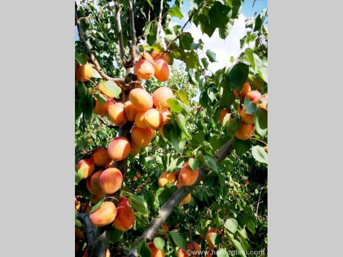 zasad kajsija 3,25 hektara u punom rodu besplatni mali oglasi