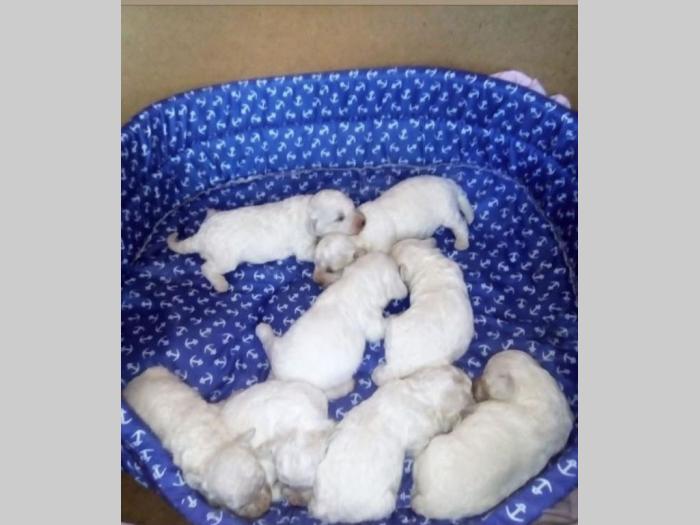 kovrdžavi bišon štenci besplatni mali oglasi