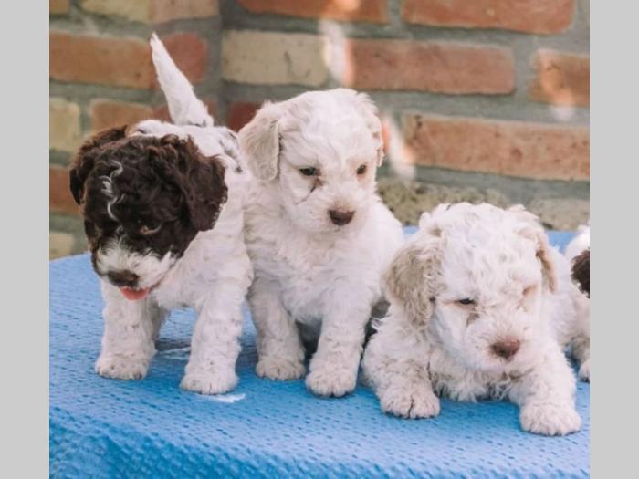 lagotto romagnolo štenci na prodaju besplatni mali oglasi