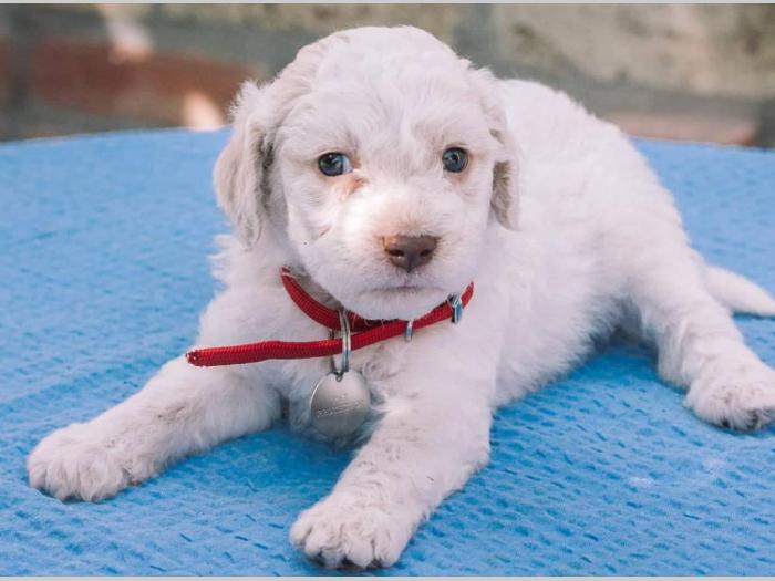 lagotto romagnolo štenci na prodaju besplatni mali oglasi