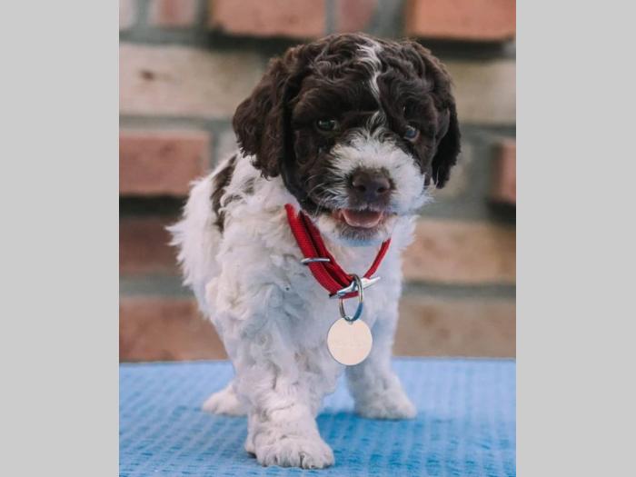 lagotto romagnolo štenci na prodaju besplatni mali oglasi