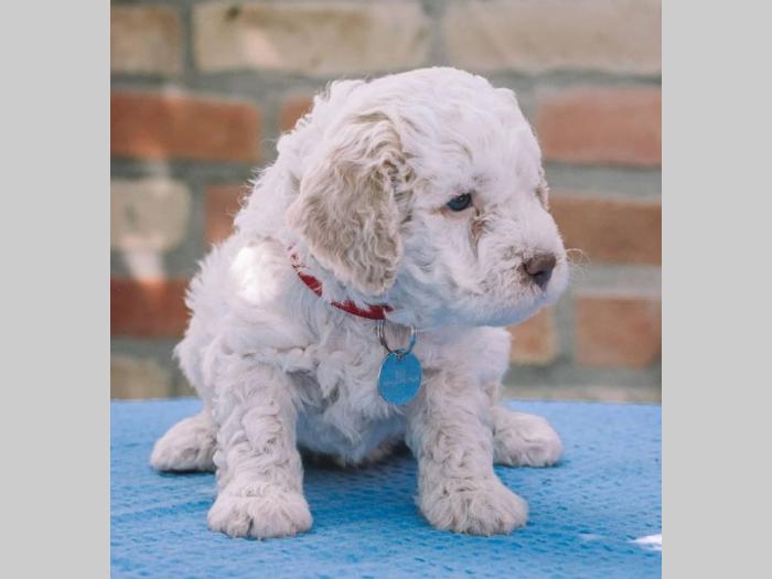lagotto romagnolo štenci na prodaju besplatni mali oglasi