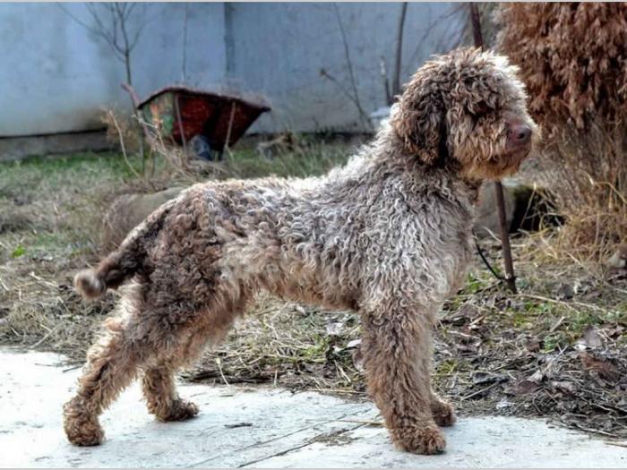 lagotto romagnolo štenci na prodaju besplatni mali oglasi