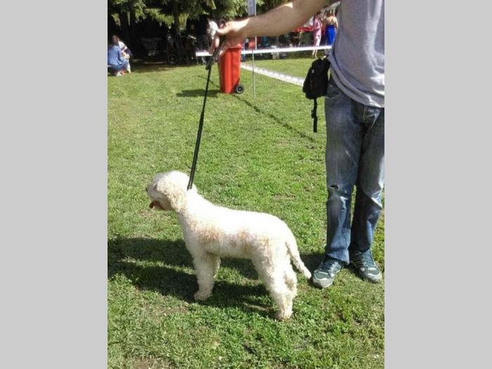 lagotto romagnolo štenci na prodaju besplatni mali oglasi