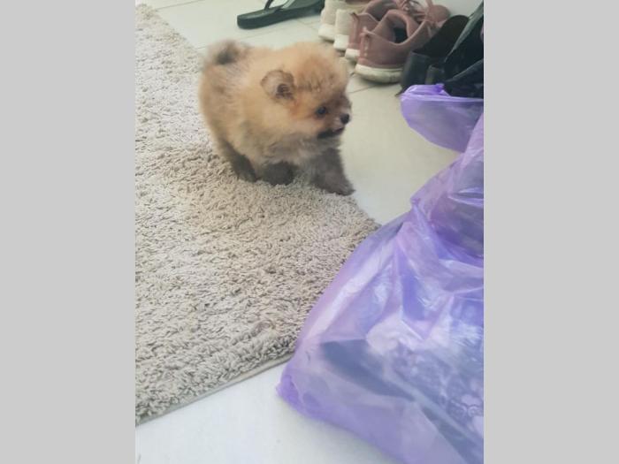 pomeranski špic štenci besplatni mali oglasi