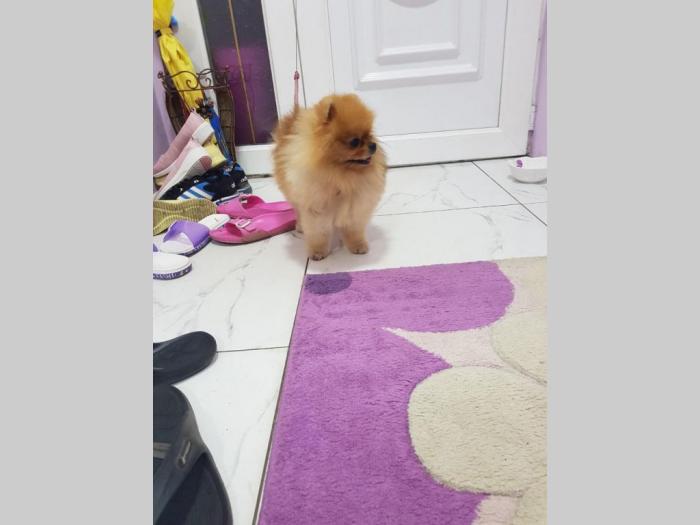 pomeranski špic štenci besplatni mali oglasi