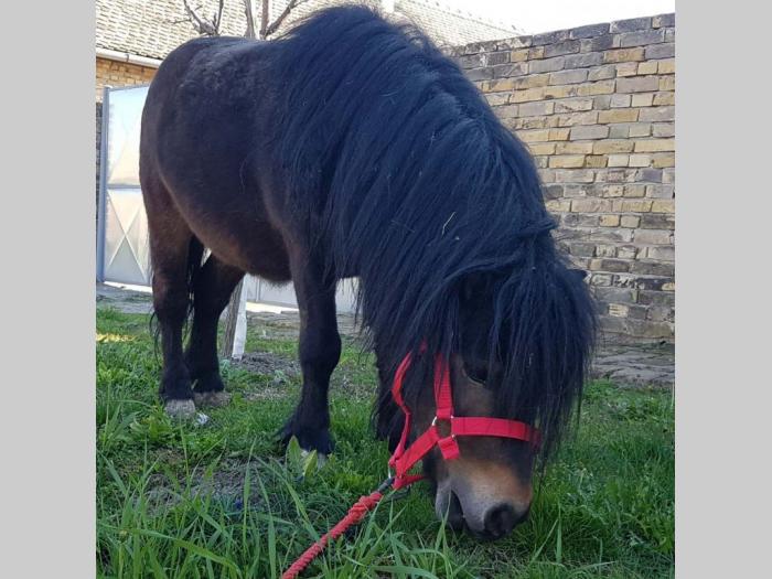 poni na prodaju besplatni mali oglasi