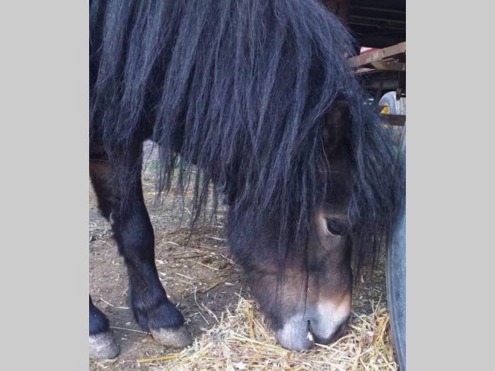 poni na prodaju besplatni mali oglasi