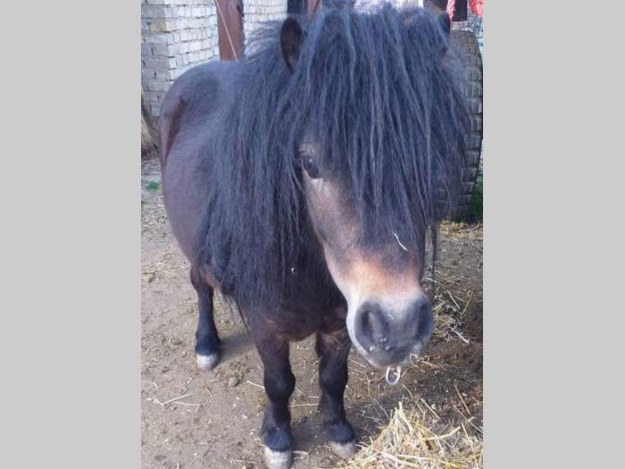 poni na prodaju besplatni mali oglasi