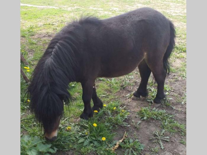 poni na prodaju besplatni mali oglasi