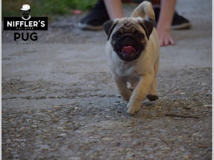 mops štenci izložbenog kvaliteta besplatni mali oglasi
