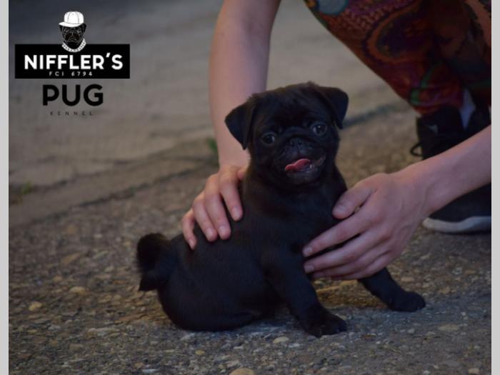 mops štenci izložbenog kvaliteta besplatni mali oglasi