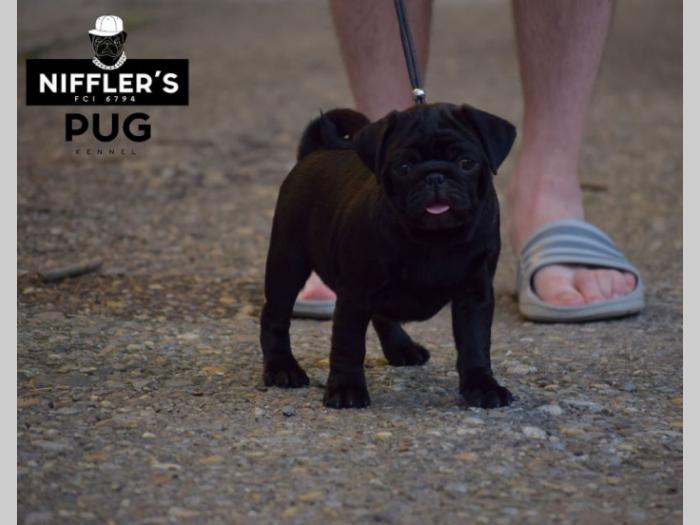 mops štenci izložbenog kvaliteta besplatni mali oglasi