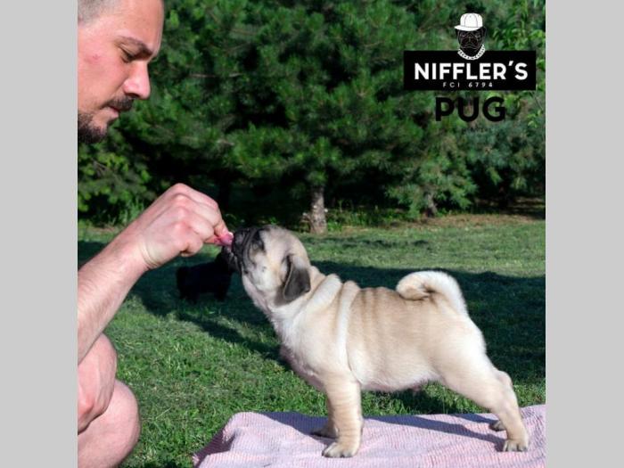 mops štenci izložbenog kvaliteta besplatni mali oglasi