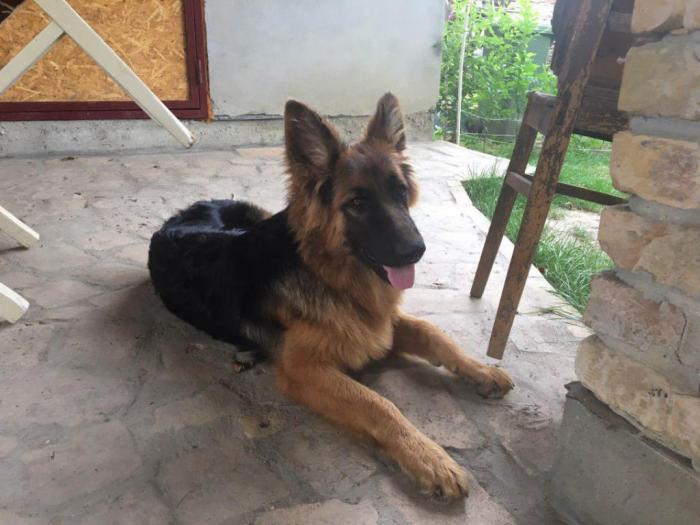 nemački ovčar dugodlako žensko štene besplatni mali oglasi
