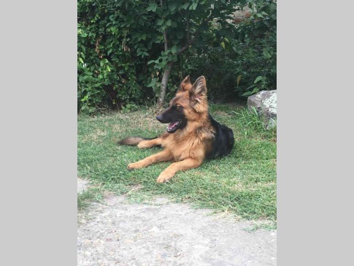nemački ovčar dugodlako žensko štene besplatni mali oglasi
