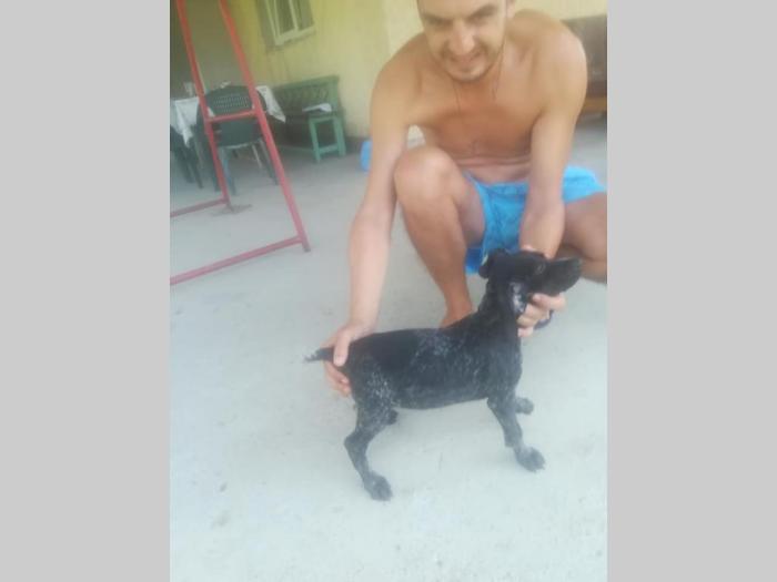 ženkice nkd, stare 70 dana besplatni mali oglasi
