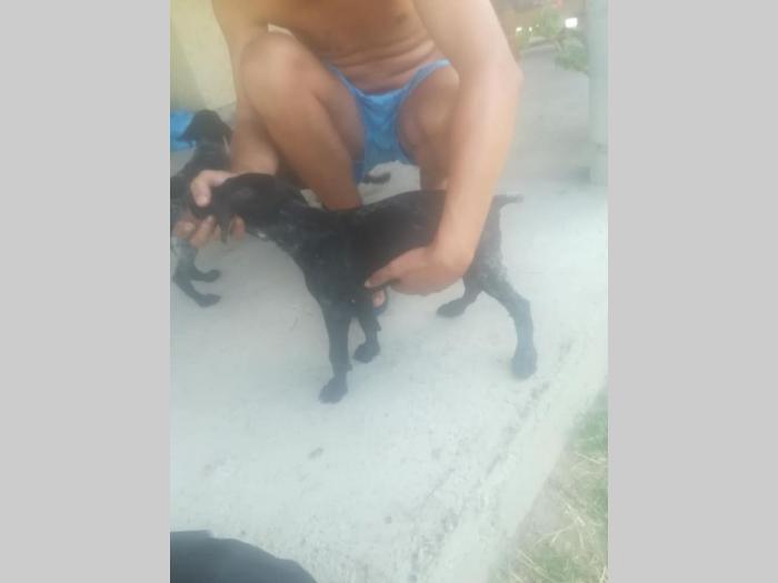 ženkice nkd, stare 70 dana besplatni mali oglasi