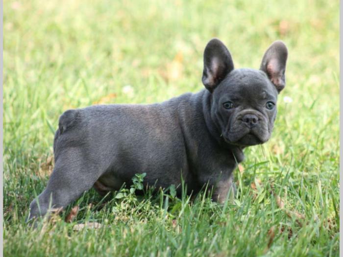 francuski buldog, plavi štenci besplatni mali oglasi