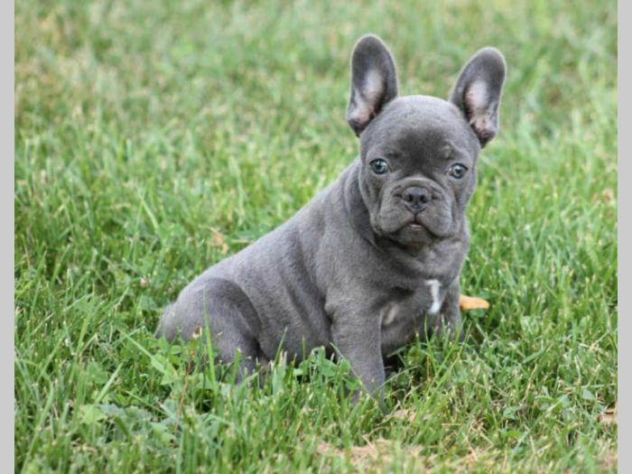 francuski buldog, plavi štenci besplatni mali oglasi