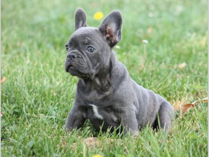 francuski buldog, plavi štenci besplatni mali oglasi