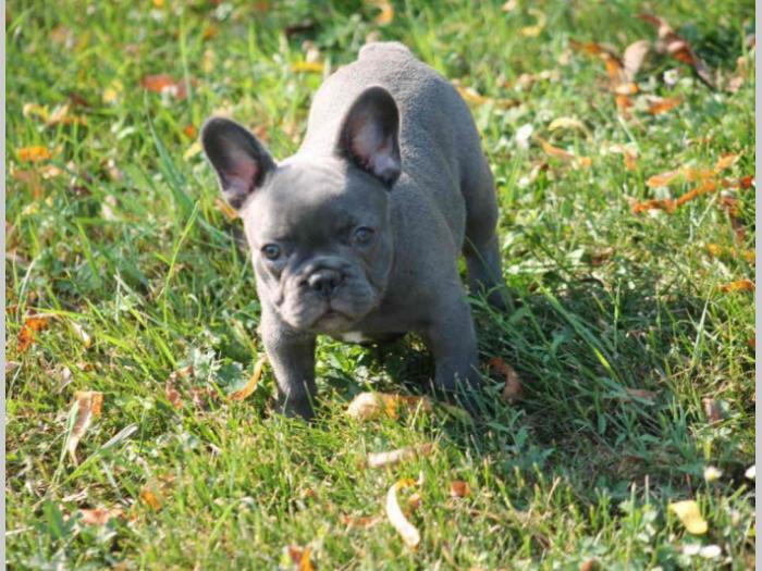 francuski buldog, plavi štenci besplatni mali oglasi