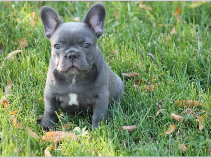 francuski buldog, plavi štenci besplatni mali oglasi