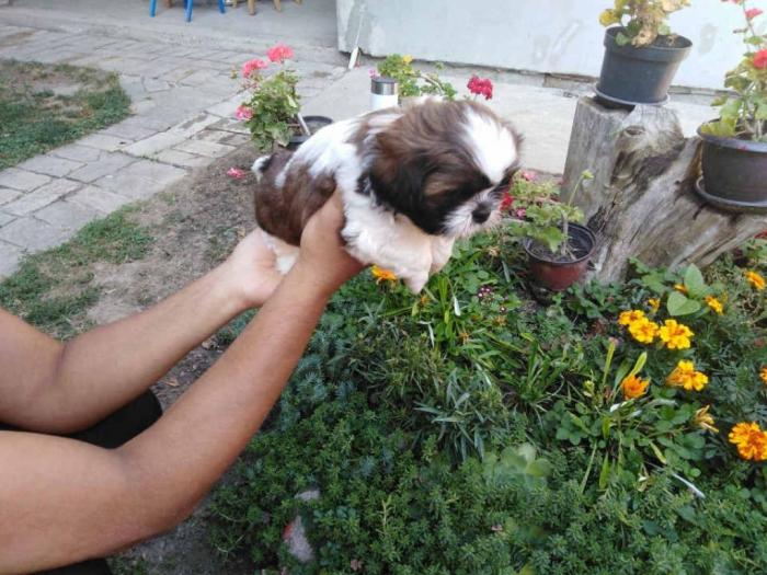 shih tzu , trikolor štenci besplatni mali oglasi