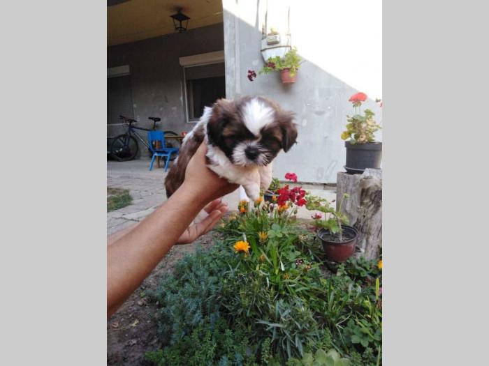shih tzu , trikolor štenci besplatni mali oglasi