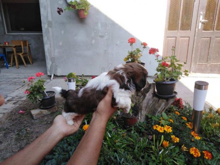 shih tzu , trikolor štenci besplatni mali oglasi