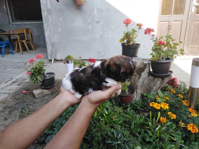 shih tzu , trikolor štenci besplatni mali oglasi