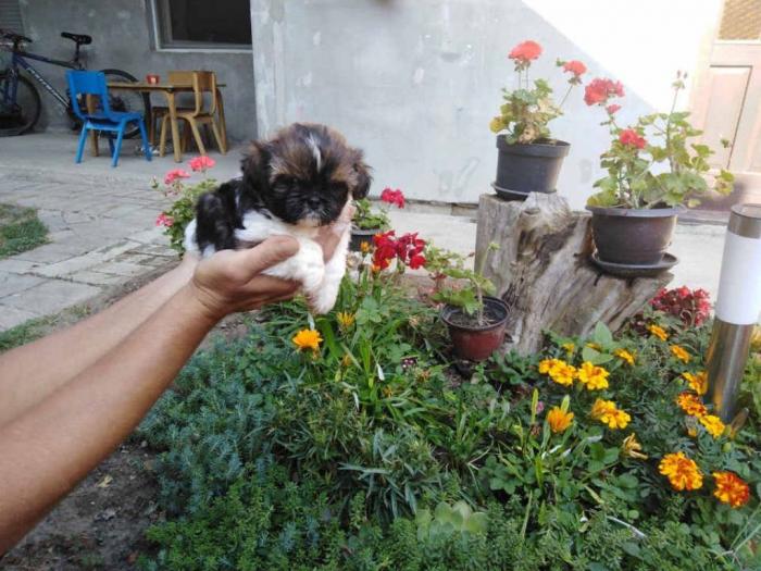 shih tzu , trikolor štenci besplatni mali oglasi