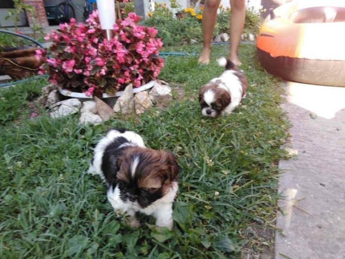 shih tzu , trikolor štenci besplatni mali oglasi