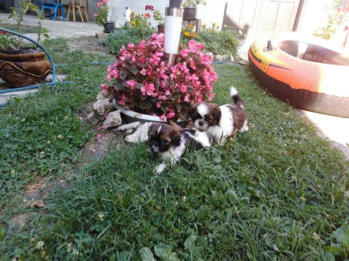 shih tzu , trikolor štenci besplatni mali oglasi