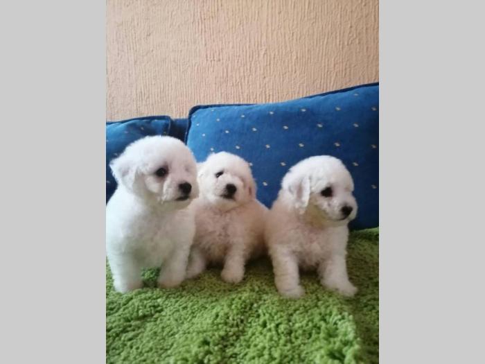kovrdžavi bišon štenci besplatni mali oglasi