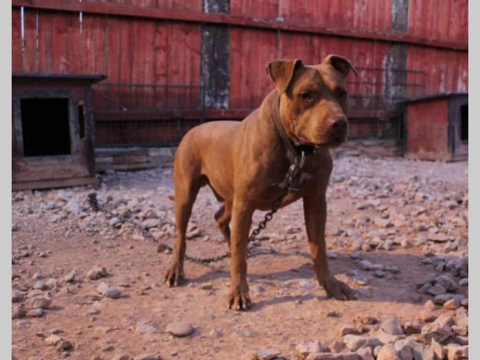 štenci američki pit besplatni mali oglasi