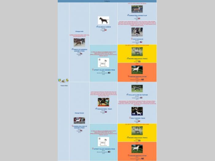 štenci bull terijera šampionskog porekla besplatni mali oglasi
