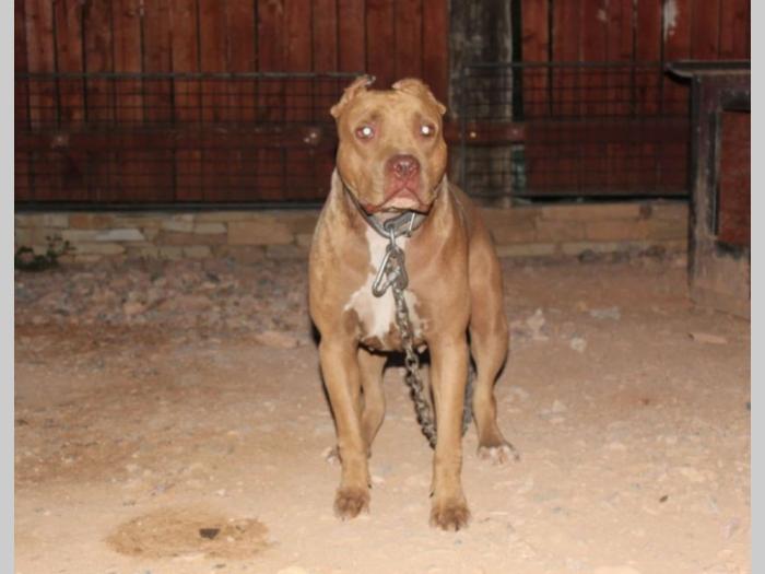 americki pit bul štenci besplatni mali oglasi